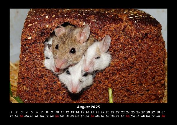 Produktbild: Welt der Tiere 2025 Fotokalender DIN A3