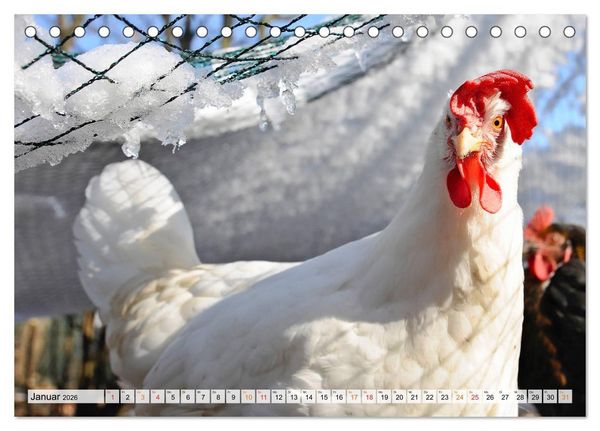 Produktbild: Stadth&uuml;hner (Tischkalender 2026 DIN A5 quer), CALVENDO Monatskalender