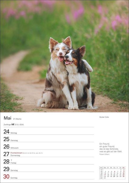 Produktbild: Hunde Wochenplaner 2027 - 53 faszinierende Fotografien