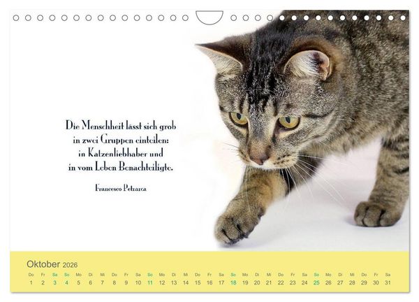 Produktbild: Katzenzitate 2026 (Wandkalender 2026 DIN A4 quer), CALVENDO Monatskalender