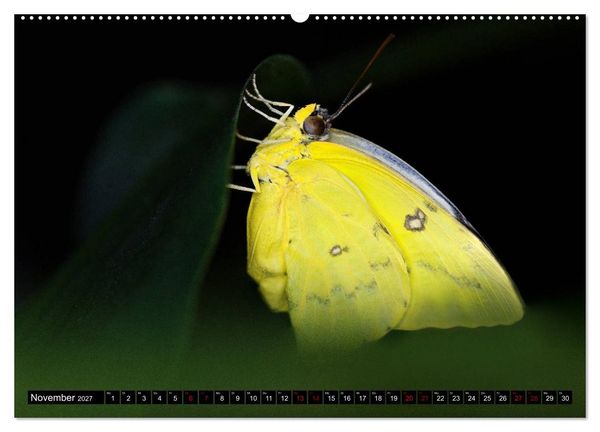 Produktbild: Fliegende Wunderwesen. Schmetterlinge weltweit, ganz nah (hochwertiger Premium Wandkalender 2027 DIN A2 quer), Kunstdruck in Hochglanz