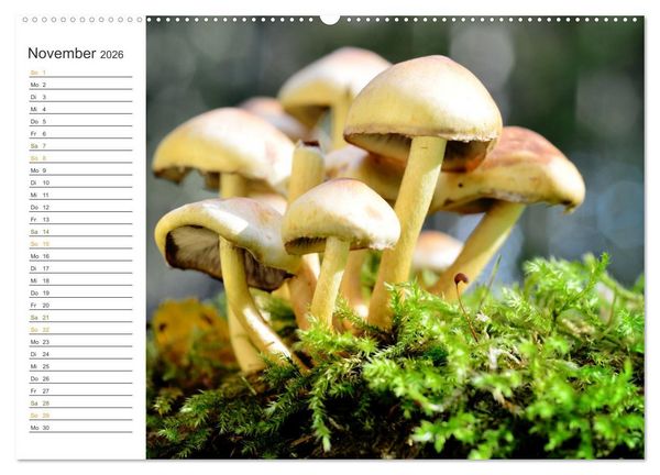 Produktbild: Schwammerl Egerlinge Pilze (Wandkalender 2026 DIN A2 quer), CALVENDO Monatskalender
