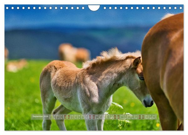 Produktbild: Haflinger Pferde in Th&uuml;ringen (Wandkalender 2026 DIN A4 quer), CALVENDO Monatskalender