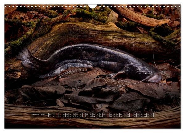 Produktbild: UNSER FISCH. S&Uuml;&szlig;WASSER. (Wandkalender 2026 DIN A3 quer), CALVENDO Monatskalender