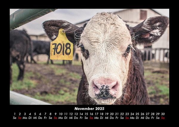 Produktbild: Kuhkalender 2025 Fotokalender DIN A3
