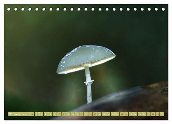 Produktbild: Wundersame Pilzwelten (Tischkalender 2026 DIN A5 quer), CALVENDO Monatskalender