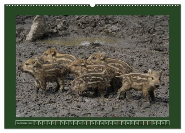 Produktbild: Schweinkram - Die Wildschweine sind los (Wandkalender 2026 DIN A2 quer), CALVENDO Monatskalender