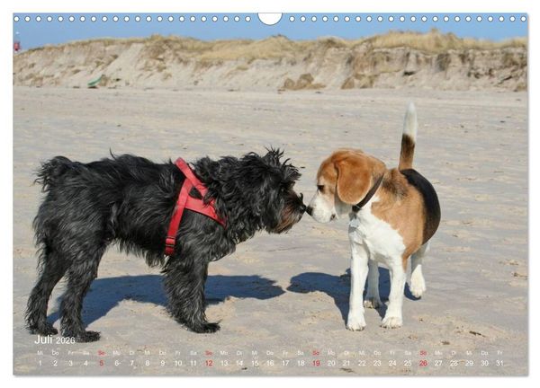 Produktbild: Beagle (Wandkalender 2026 DIN A3 quer), CALVENDO Monatskalender