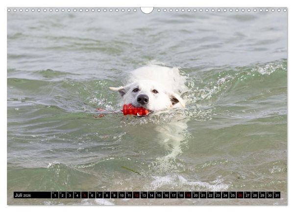 Produktbild: Berger Blanc Suisse - Weggef&auml;hrten auf 4 Pfoten (Wandkalender 2026 DIN A3 quer), CALVENDO Monatskalender