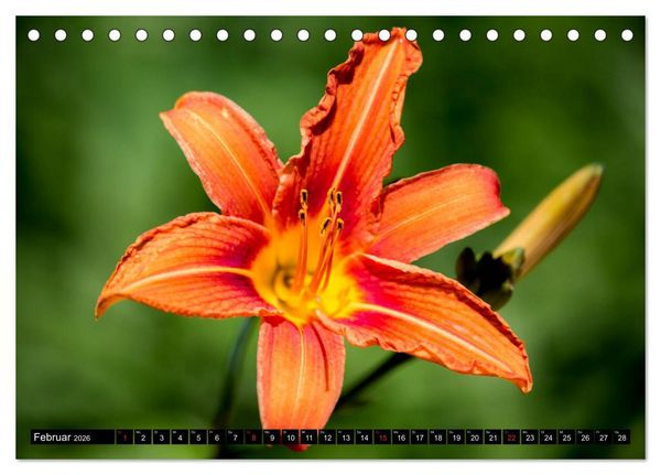 Produktbild: Kleine Blumen ganz gro&szlig; (Tischkalender 2026 DIN A5 quer), CALVENDO Monatskalender