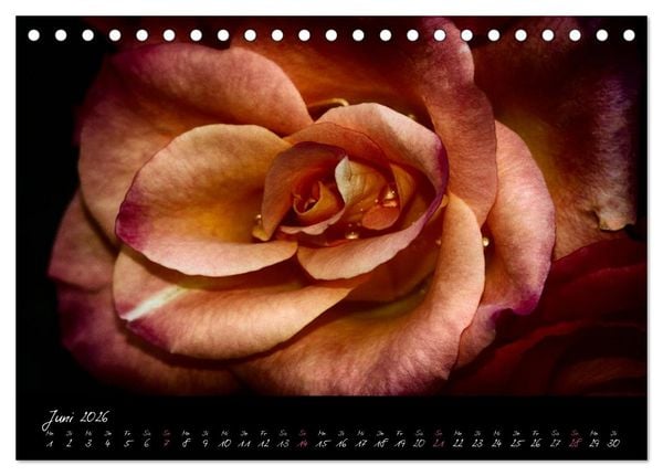 Produktbild: Floral Portraits - Blumen Impression (Tischkalender 2026 DIN A5 quer), CALVENDO Monatskalender