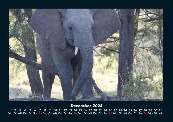 Produktbild: Elefanten - Die sanften Riesen Afrikas 2025 Fotokalender DIN A4