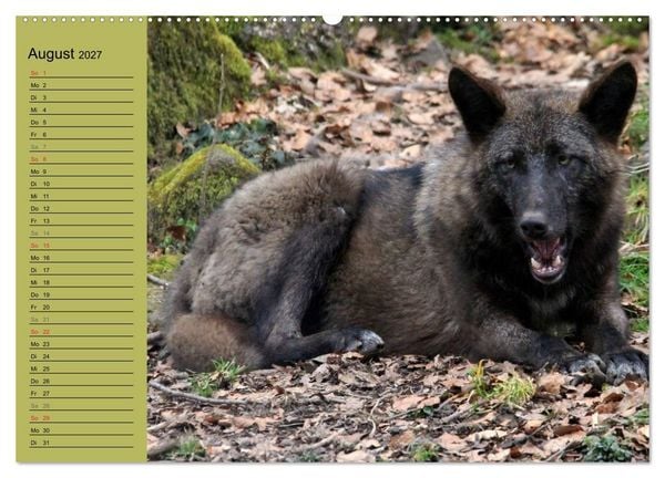 Produktbild: Im Rudel Zuhause - Der Wolf (hochwertiger Premium Wandkalender 2027 DIN A2 quer), Kunstdruck in Hochglanz