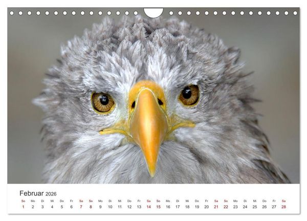 Produktbild: GREIFVOGEL- UND EULENPORTR&Auml;TS (Wandkalender 2026 DIN A4 quer), CALVENDO Monatskalender