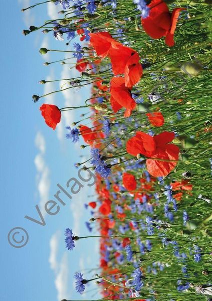 Produktbild: Staunen &uuml;ber die Sch&ouml;pfung &ndash; 40 Gebetskarten mit Naturfotografien