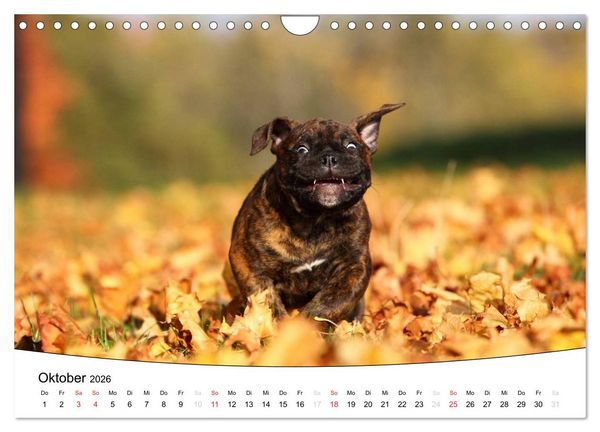 Produktbild: Welpen - Puppies (Wandkalender 2026 DIN A4 quer), CALVENDO Monatskalender