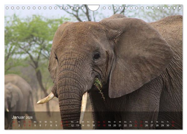 Produktbild: Ostafrika - Tansania und Kenia hautnah (Wandkalender 2026 DIN A4 quer), CALVENDO Monatskalender