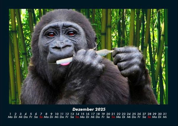 Produktbild: Welt der Affen 2025 Fotokalender DIN A4