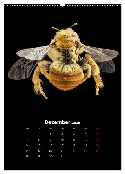 Produktbild: Schillernde Insektenwelt (Wandkalender 2026 DIN A2 hoch), CALVENDO Monatskalender