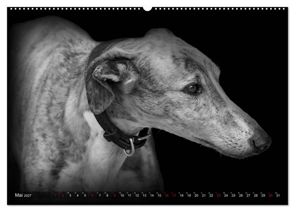 Produktbild: Galgo Espa&ntilde;ol - der spanische Windhund 2027 (Wandkalender 2027 DIN A2 quer), CALVENDO Monatskalender