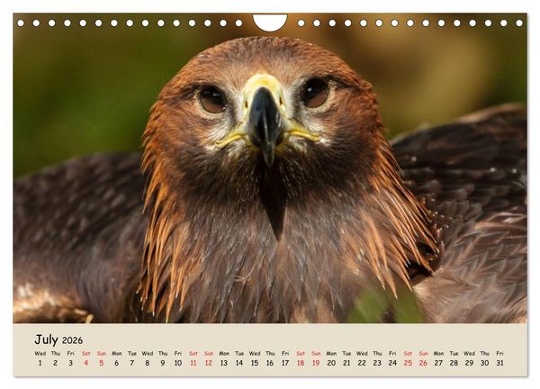 Produktbild: British Birds of Prey (Wall Calendar 2026 DIN A4 landscape), CALVENDO 12 Month Wall Calendar