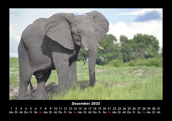Produktbild: Tiere in der Wildnis 2025 Fotokalender DIN A3