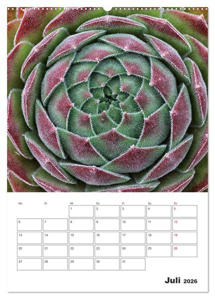 Produktbild: Ich liebe Sempervivum (hochwertiger Premium Wandkalender 2026 DIN A2 hoch), Kunstdruck in Hochglanz