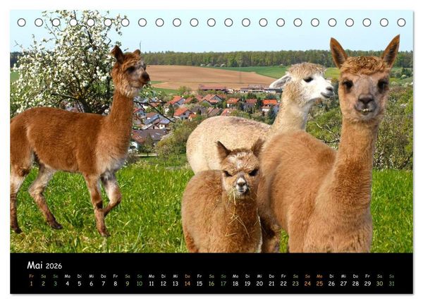 Produktbild: Alpakas zum Verlieben (Tischkalender 2026 DIN A5 quer), CALVENDO Monatskalender