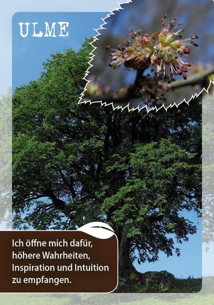 Produktbild: Die Botschaften der B&auml;ume &ndash; Impulse unserer Gef&auml;hrten f&uuml;r jeden Tag