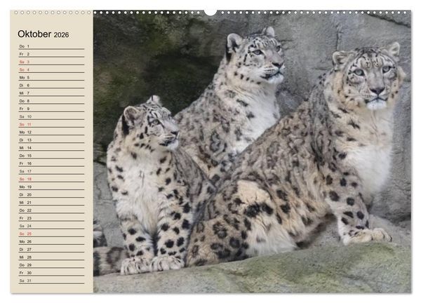 Produktbild: Schneeleoparden. Geschmeidige Gebirgsj&auml;ger (hochwertiger Premium Wandkalender 2026 DIN A2 quer), Kunstdruck in Hochglanz