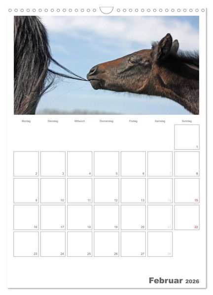 Produktbild: Fohlen und Jungpferde (Wandkalender 2026 DIN A3 hoch), CALVENDO Monatskalender