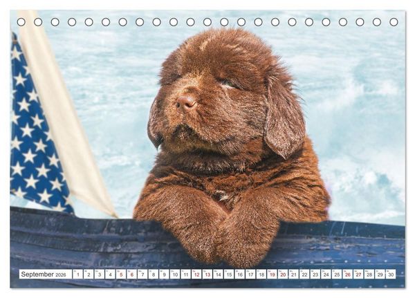 Produktbild: Neufundl&auml;nder - Kleine Weltentdecker (Tischkalender 2026 DIN A5 quer), CALVENDO Monatskalender