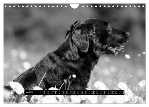 Produktbild: Flatcoated Retriever Black Edition (Wandkalender 2026 DIN A4 quer), CALVENDO Monatskalender