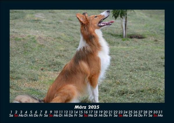 Produktbild: Der Hundekalender 2025 Fotokalender DIN A5