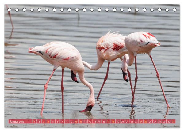 Produktbild: Flamingos am Lake Bogoria - Kenia (Tischkalender 2026 DIN A5 quer), CALVENDO Monatskalender
