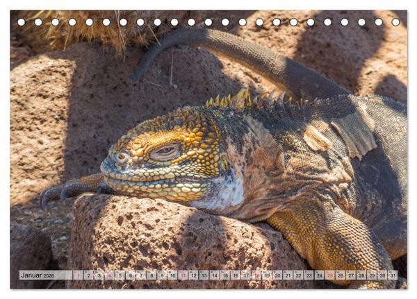 Produktbild: Die Galapagosinseln - Santa Cruz Island (Tischkalender 2026 DIN A5 quer), CALVENDO Monatskalender