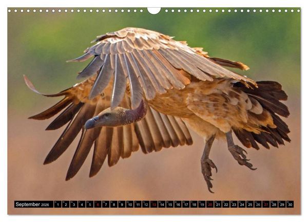 Produktbild: Safari durch das S&uuml;dliche Afrika (Wandkalender 2026 DIN A3 quer), CALVENDO Monatskalender