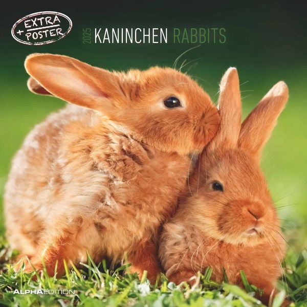 Kaninchen 2025 - Broschürenkalender 30x30 cm (30x60 geöffnet) - Kalender mit Platz für Notizen - Rabbits - Bildkalender 