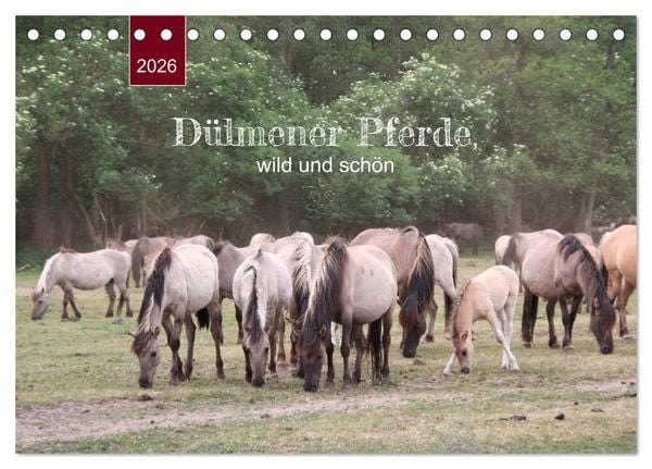 Dülmener Pferde, wild und schön (Tischkalender 2026 DIN A5 quer), CALVENDO Monatskalender