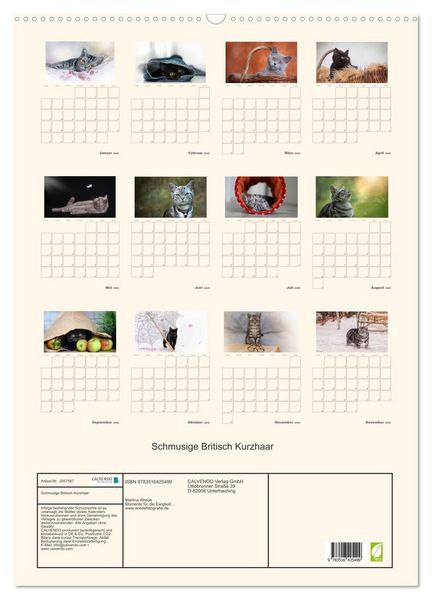 Produktbild: Schmusige Britisch Kurzhaar (Wandkalender 2026 DIN A2 hoch), CALVENDO Monatskalender