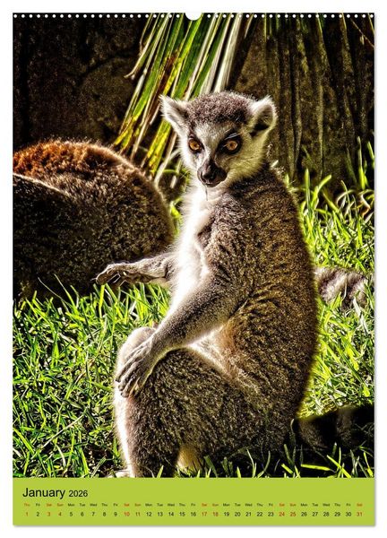 Produktbild: Adorable lemurs (Wall Calendar 2026 DIN A2 portrait), CALVENDO 12 Month Wall Calendar