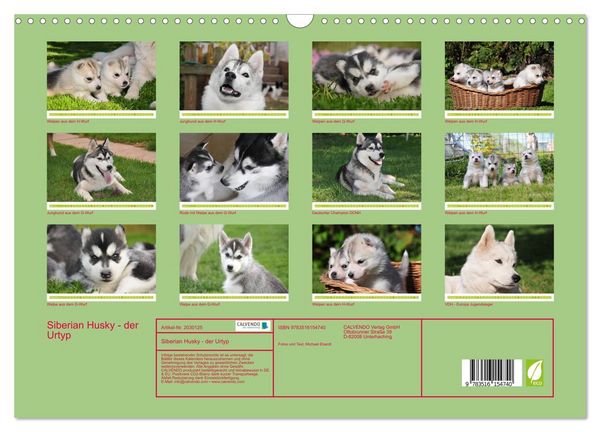 Produktbild: Siberian Husky - der Urtyp (Wandkalender 2026 DIN A3 quer), CALVENDO Monatskalender