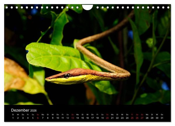Produktbild: Schlangen (Wandkalender 2026 DIN A4 quer), CALVENDO Monatskalender