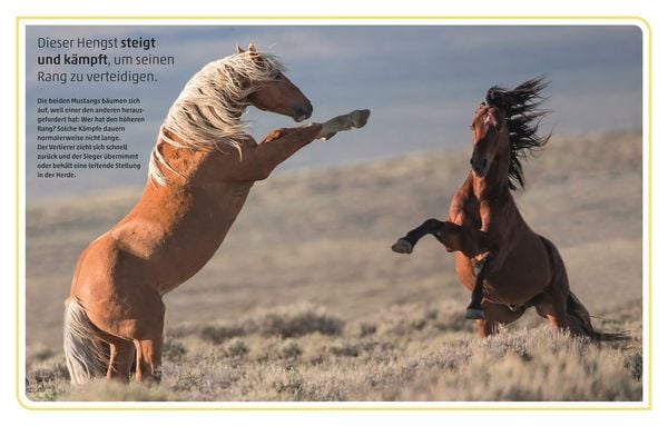 Produktbild: Pferde und Ponys