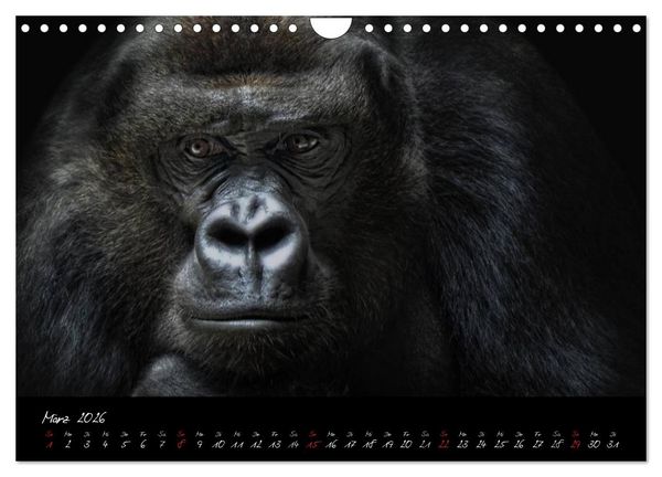 Produktbild: Gorilla (Wandkalender 2026 DIN A4 quer), CALVENDO Monatskalender