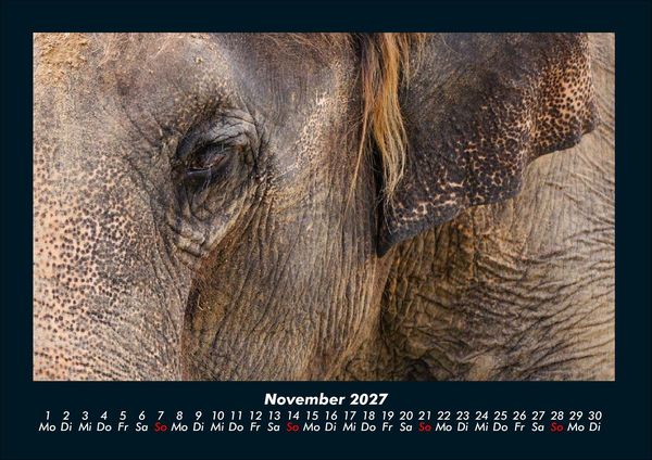 Produktbild: Der Elefantenkalender 2027 Fotokalender DIN A4