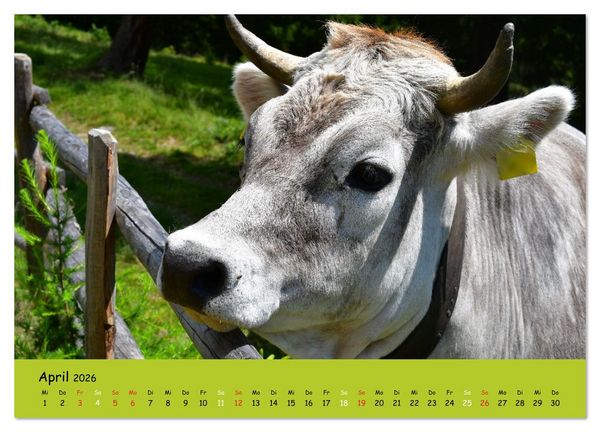 Produktbild: K&uuml;he - Sch&ouml;nheiten der Alpen (Wandkalender 2026 DIN A3 quer), CALVENDO Monatskalender