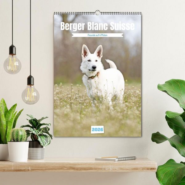 Produktbild: Berger Blanc Suisse - Freunde auf 4 Pfoten (Wandkalender 2026 DIN A2 hoch), CALVENDO Monatskalender