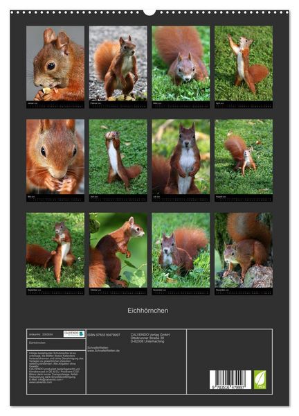 Produktbild: Eichh&ouml;rnchen (hochwertiger Premium Wandkalender 2026 DIN A2 hoch), Kunstdruck in Hochglanz