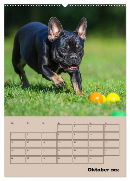 Produktbild: Jahresplaner Franz&ouml;sische Bulldogge (Wandkalender 2026 DIN A2 hoch), CALVENDO Monatskalender